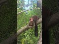 jungle squirrel എമണ്ടൻഅണ്ണാൻ കാട്ടിൽ മാത്രം കാണപ്പെടുന്ന അണ്ണാൻ