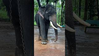 ওই দেখো বড় হাতি 🐘মেজ হাতি 🐘ছোট হাতি 🐘 #cartoon #funny #shortvideo #story #animals #shorts #trending