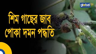 শিম গাছের জাব পোকা দমন পদ্ধতি | Bean Plant Pest Control | Bean Plant | Global TV Program