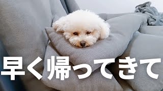 甘えん坊トイプードル🐶大好きな兄ちゃん姉ちゃんの帰宅で末っ子モード全開!!