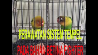 PERAWATAN LOVEBIRD BAHAN FIGHTER || SISTEM TEMPEL!!!