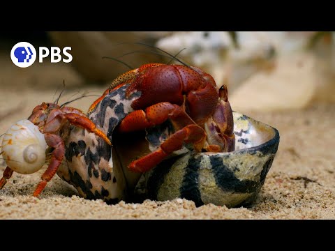 How good is hermit crab vision?