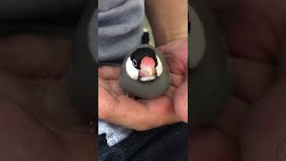 【文鳥・キンカチョウ】ひょうきんなつぶ　Funny and funny Java sparrow \