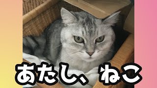 みぃ　✕【あたし、ねこ】＃おれねこ