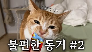 [VLOG] 불편한 동거#2 사고뭉치 냥이들🐈🐈‍⬛