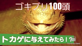 【閲覧注意!】ゴキブリ100頭トカゲに与えてみた結果・・凄かった！