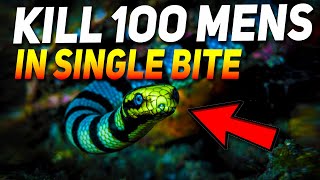 TOP 10 VENOMOUS SEA SNAKES IN THE WORLD