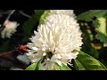 Coorg Coffee Estate in Bloom |#Kodagu #Coffeeflowers | Beauty of Nature