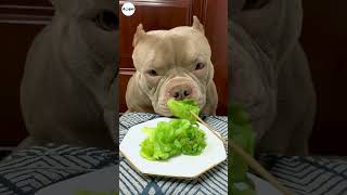 ASMR Dog Bully and A Light Dinner with Vegetables Eating Sound #dogs #dog #puppy #asmr #short