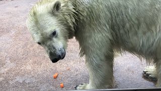 20190515:今日の円山動物園