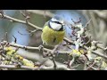 blue tit gets the push