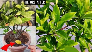 This Magic Powder Will Instantly FIX Yellow Leaves On Ixora Plants Very Easily