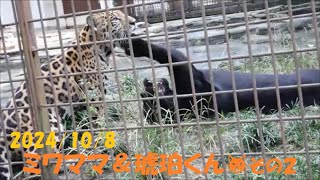 【ジャガー】ミワママ＆琥珀くん🐱その２　2024/10/8　とべ動物園