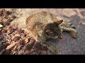 必死に喋ってくる公園トラ猫ちゃん【野良猫の暮らし】cute cat videos