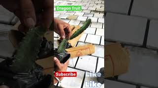 Dragon fruit plant | dragon fruit unbox |ड्रैगन फ्रूट की खेती #farming #lifehacks #shorts #flipkart