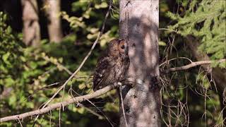 le Chouette hulotte - notre belle Nature - un document rare