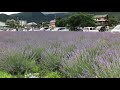 河口湖大石公園　 ラベンダー mount fuji lake kawaguchi lavender scenery of japan