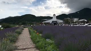 河口湖大石公園　#ラベンダー#mount Fuji lake Kawaguchi #lavender#scenery of Japan