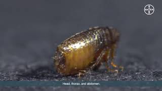 Lifecycle of a flea   Video 2   Adult Fleas