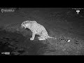 Predator and Giant: Leopard Returns After Hippo Chase