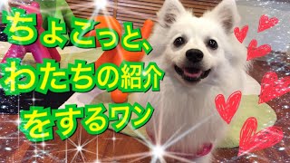 日本スピッツ〈ちょこっとわたちの紹介〉japanesespitz lemon