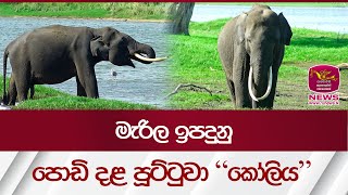 මැරිල ඉපදුනු පොඩි දල පූට්ටුවා \