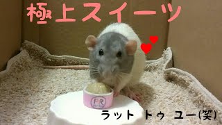 【ファンシーラットpet rats】スイーツを作ってあげたらペロペロ食べる姿が可愛かった(●´ω｀●)