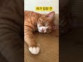 고양이 고양이일상 고양이브이로그 치즈태비 코숏 치즈고양이 누룽지 catvlog