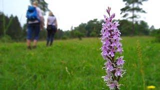 Rundweg zur Orchideenwiese in Hagen