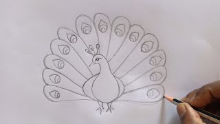 How to draw peacock drawing || easy step for beginner's || pencil sketch