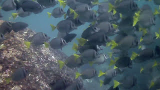 Free Diving Mexico: Playa Manzanillo in Puerto Escondido