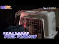 現代版挪亞方舟 基輔動物園部分動物成功逃到波蘭 飼養員住進園區堅守剩餘動物 ｜全球線上@中天新聞ctinews