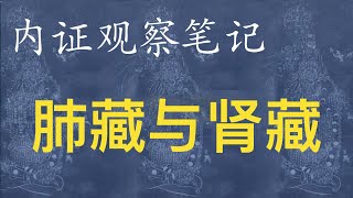 肺藏与肾藏--- 《内证观察笔记》