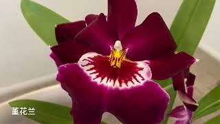 「21425」堇花兰【兰花词典17】Miltoniopsis Ananda Apple 'Fioratta' /Mult. Arthur Cobbledick 'Springtime'堇花兰属，有香味