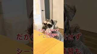 犬のトイレトレーニングのとある㊙️方法 #シュナウザー #犬 #トイレトレーニング