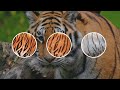 tiger 🐯 animals for kids 🌲 episode 12