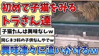 【2ch動物スレ】同じネコ科の子猫を初めて見る『トラ』達が興味津々に追いかけてる姿が面白すぎるｗｗｗ