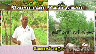 Sandal tree planting techique - சந்தனமரம் வளர்ப்பு👍🙏