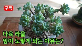 다육 라울 자라면서 잎이 노랗게 변하는 이유는? succulent, succulents plants