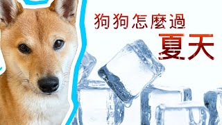 狗狗怎麼過夏天｜狗狗降溫 清涼避暑神奇 開箱