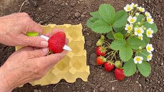 This Old Trick Makes Strawberries Grow Like Crazy