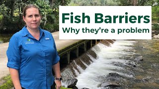 Connecting Fish Habitat: Barriers that Prevent Fish Passage
