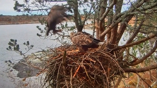 2017/02/20 16h52m Norwegian WTE Baron brings branches Baronessen in nest