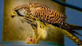 【猛禽類の捕食】スズメが食べられる。ハヤブサ科チョウゲンボウ　Kestrel / Falco tinnunculus【閲覧注意】コンデジ野鳥撮影