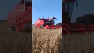 MF 760 V8 harvesting Oats 2024 #denmark