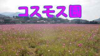 【VOICEROID車載】福岡県　宮原コスモス園