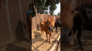 cow unloading, cow videos, goru hamba cow, red brahman bulls and cow  youtube #short  #shorts