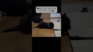 夢中でカミカミするファザコン子猫#猫 #保護猫 #野良猫  #猫動画 #猫のいる暮らし  #cat #rescuedcat