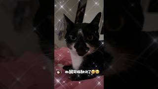 聽說⋯清晨的貓咪最黏人（是真的嗎😍） #療癒 #cat #賓士貓 #貓咪 #萌寵 #pets