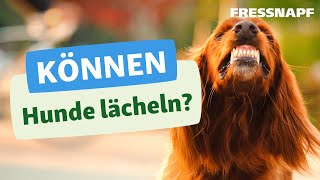 Können Hunde lächeln?